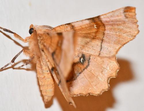Selenia lunularia